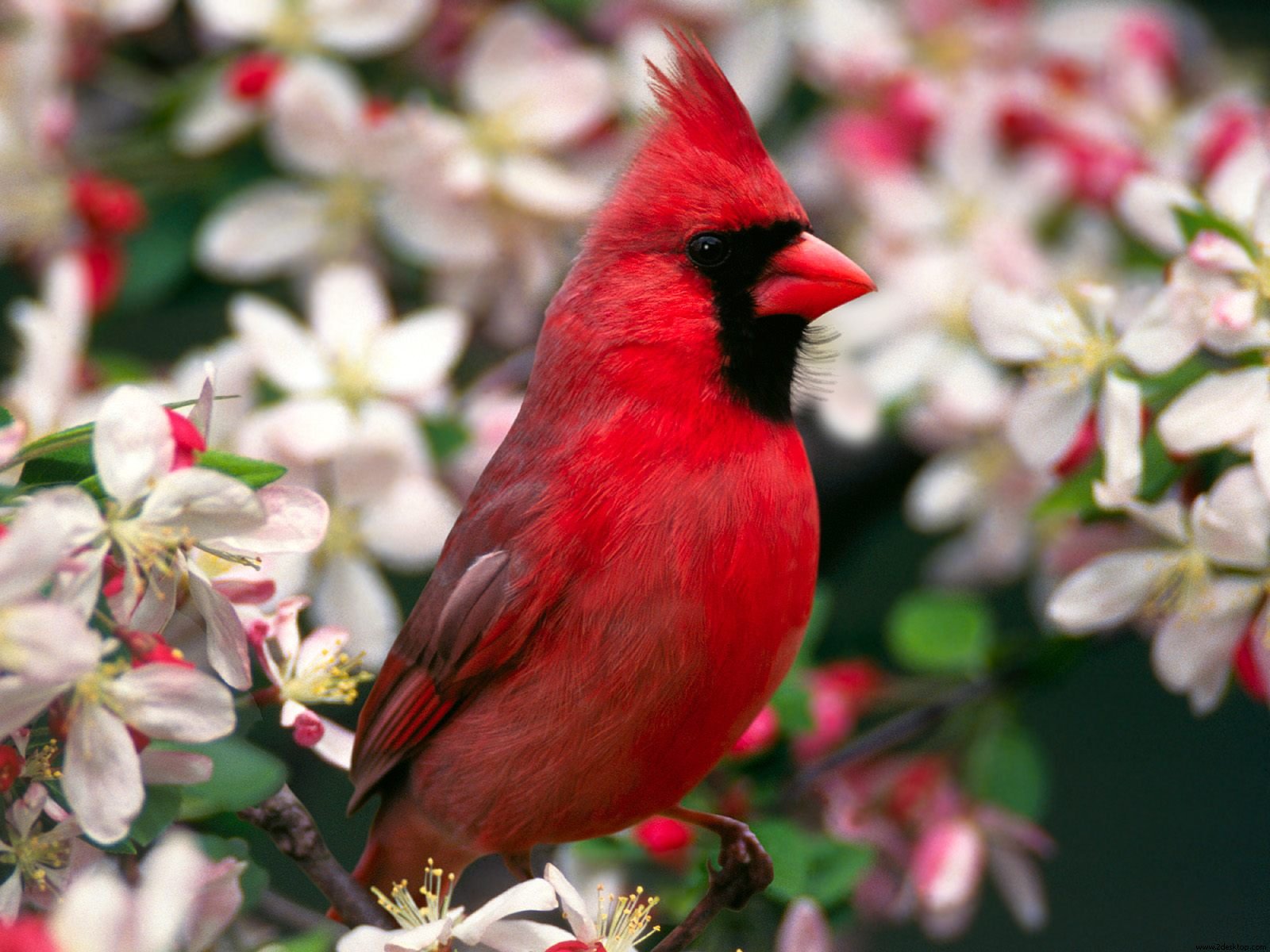 Northern Cardinal961204444